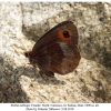 erebia aethiops kuban female 2